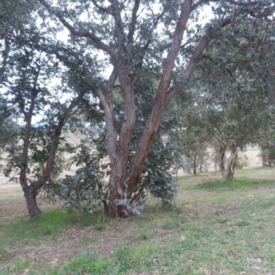 Eucalyptus cinerea (Argyle Apple) at Dunlop, ACT - 28 Aug 2021 by johnpugh