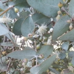 Eucalyptus cinerea at Dunlop, ACT - 28 Aug 2021