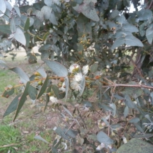 Eucalyptus cinerea at Dunlop, ACT - 28 Aug 2021