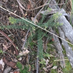 Grevillea alpina (Mountain Grevillea / Cat's Claws Grevillea) at Black Mountain - 28 Aug 2021 by Ned_Johnston