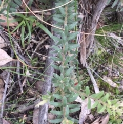 Grevillea alpina at Downer, ACT - 28 Aug 2021