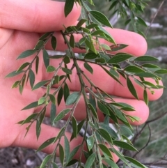 Acacia howittii (Sticky Wattle) at Downer, ACT - 28 Aug 2021 by NedJohnston