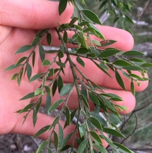 Acacia howittii at Downer, ACT - 28 Aug 2021 11:46 AM