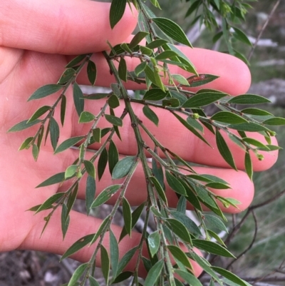 Acacia howittii (Sticky Wattle) at Black Mountain - 28 Aug 2021 by Ned_Johnston