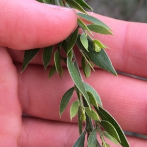 Acacia howittii at Downer, ACT - 28 Aug 2021 11:46 AM