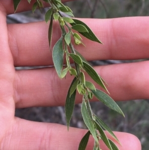 Acacia howittii at Downer, ACT - 28 Aug 2021 11:46 AM