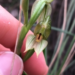 Bunochilus umbrinus (Broad-sepaled Leafy Greenhood) at Black Mountain - 28 Aug 2021 by Ned_Johnston