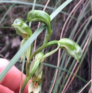 Bunochilus umbrinus (ACT) = Pterostylis umbrina (NSW) at suppressed - suppressed