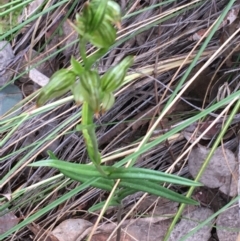 Bunochilus umbrinus (ACT) = Pterostylis umbrina (NSW) at suppressed - suppressed