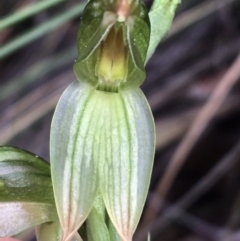 Bunochilus umbrinus (Broad-sepaled Leafy Greenhood) at Point 4712 - 28 Aug 2021 by Ned_Johnston