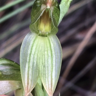 Bunochilus umbrinus (Broad-sepaled Leafy Greenhood) at Acton, ACT - 28 Aug 2021 by Ned_Johnston