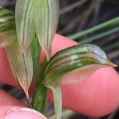 Bunochilus umbrinus (ACT) = Pterostylis umbrina (NSW) at suppressed - 28 Aug 2021