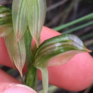 Bunochilus umbrinus (ACT) = Pterostylis umbrina (NSW) at suppressed - suppressed