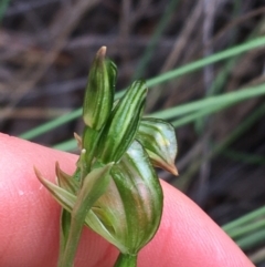 Bunochilus umbrinus (ACT) = Pterostylis umbrina (NSW) at suppressed - 28 Aug 2021