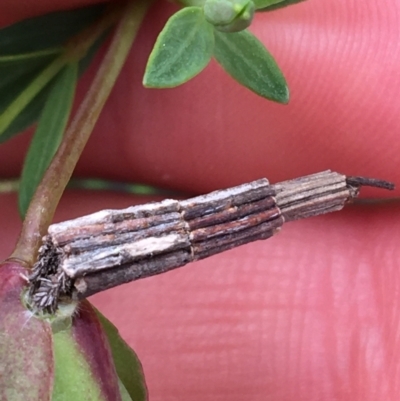 Lepidoscia arctiella (Tower Case Moth) at Downer, ACT - 28 Aug 2021 by NedJohnston