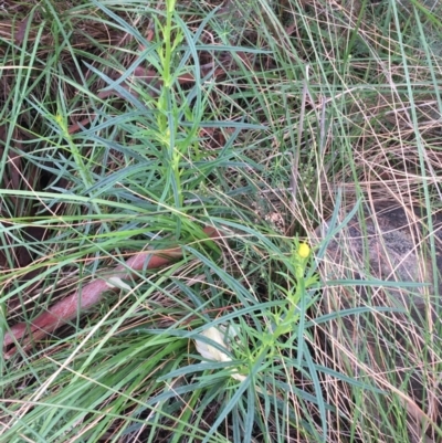 Xerochrysum viscosum (Sticky Everlasting) at Black Mountain - 29 Aug 2021 by Ned_Johnston