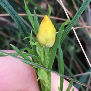 Xerochrysum viscosum at Acton, ACT - 29 Aug 2021 10:07 AM