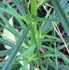 Xerochrysum viscosum at Acton, ACT - 29 Aug 2021