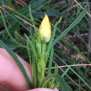 Xerochrysum viscosum at Acton, ACT - 29 Aug 2021 10:07 AM