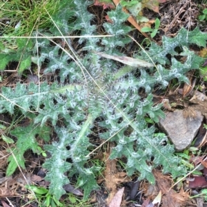 Cirsium vulgare at Acton, ACT - 29 Aug 2021