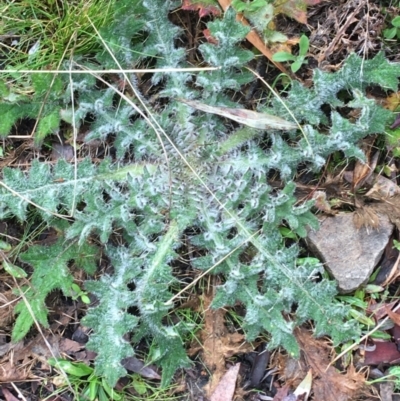 Cirsium vulgare (Spear Thistle) at Acton, ACT - 29 Aug 2021 by NedJohnston