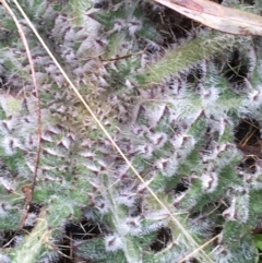 Cirsium vulgare at Acton, ACT - 29 Aug 2021