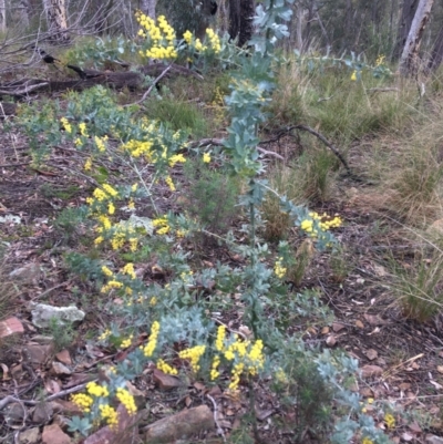 Acacia baileyana (Cootamundra Wattle, Golden Mimosa) at Acton, ACT - 29 Aug 2021 by Ned_Johnston