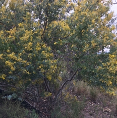 Acacia rubida (Red-stemmed Wattle, Red-leaved Wattle) at Downer, ACT - 29 Aug 2021 by NedJohnston