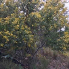 Acacia rubida (Red-stemmed Wattle, Red-leaved Wattle) at Black Mountain - 29 Aug 2021 by Ned_Johnston