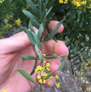 Acacia rubida at Downer, ACT - 29 Aug 2021