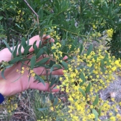 Acacia rubida at Downer, ACT - 29 Aug 2021 10:10 AM