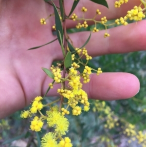 Acacia rubida at Downer, ACT - 29 Aug 2021