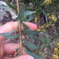 Acacia rubida at Downer, ACT - 29 Aug 2021 10:10 AM