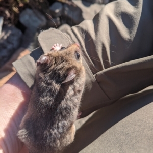 Burramys parvus at Mount Buller, VIC - 15 Nov 2019