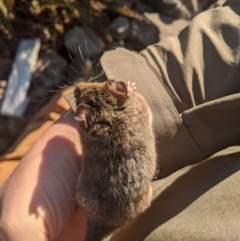 Burramys parvus at Mount Buller, VIC - 15 Nov 2019