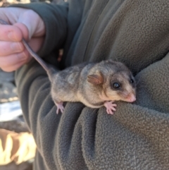Burramys parvus at Mount Buller, VIC - suppressed