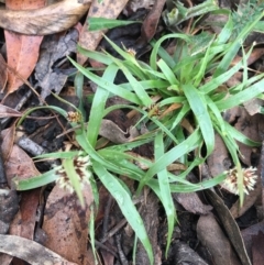 Luzula sp. (Woodrush) at Black Mountain - 29 Aug 2021 by Ned_Johnston