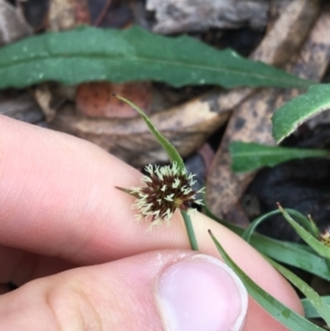 Luzula sp. at Acton, ACT - 29 Aug 2021 10:07 AM