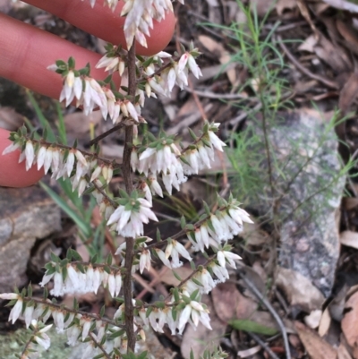 Styphelia fletcheri subsp. brevisepala (Twin Flower Beard-Heath) at Downer, ACT - 29 Aug 2021 by NedJohnston