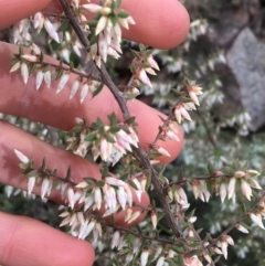 Leucopogon fletcheri subsp. brevisepalus at Downer, ACT - 29 Aug 2021