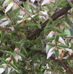 Leucopogon fletcheri subsp. brevisepalus at Downer, ACT - 29 Aug 2021