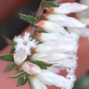 Leucopogon fletcheri subsp. brevisepalus at Downer, ACT - 29 Aug 2021
