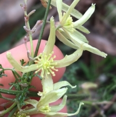 Clematis leptophylla (Small-leaf Clematis, Old Man's Beard) at Downer, ACT - 29 Aug 2021 by NedJohnston