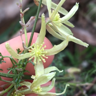 Clematis leptophylla (Small-leaf Clematis, Old Man's Beard) at Black Mountain - 29 Aug 2021 by Ned_Johnston