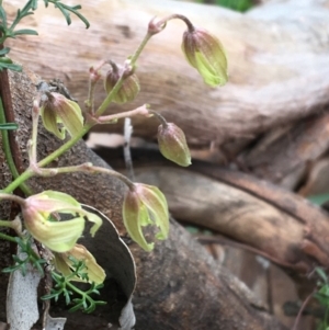 Clematis leptophylla at Downer, ACT - 29 Aug 2021