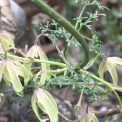 Clematis leptophylla at Downer, ACT - 29 Aug 2021 10:12 AM