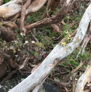 Clematis leptophylla at Downer, ACT - 29 Aug 2021