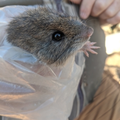 Rattus fuscipes (Bush Rat) at Mount Buller, VIC - 14 Nov 2019 by Darcy