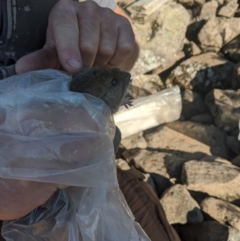 Rattus fuscipes at Mount Buller, VIC - suppressed