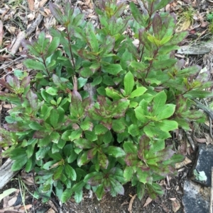 Arbutus unedo at Downer, ACT - 29 Aug 2021